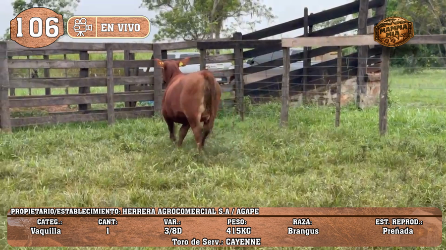 Lote LOTE 106 -EN VIVO