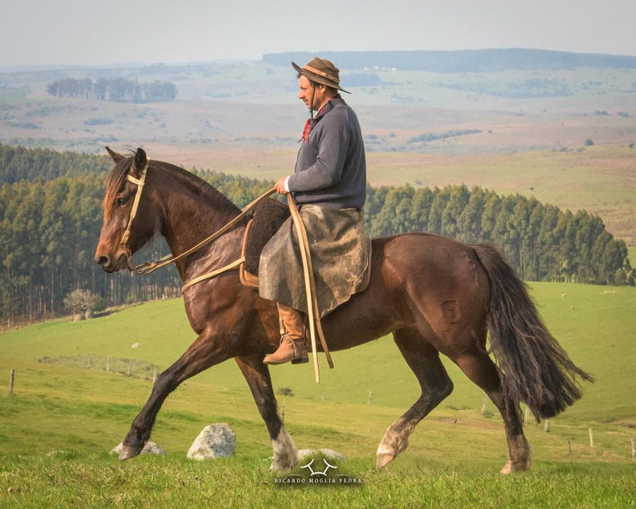 Lote Criollos da Fronteira El Gavilán Josefa  RP: 361