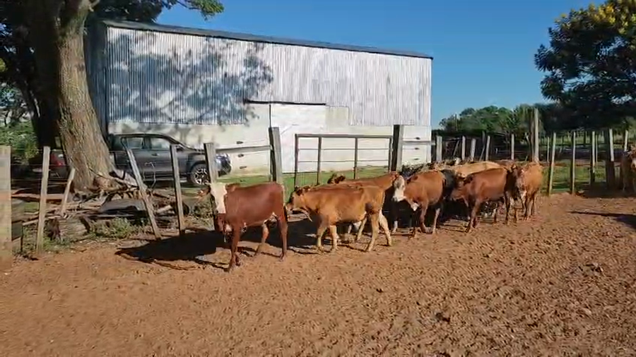 Lote 150 Terneros/as