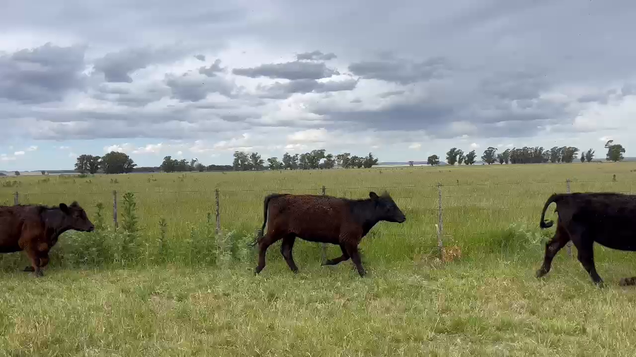 Lote 69 Vaquillonas en Loberia, Buenos Aires
