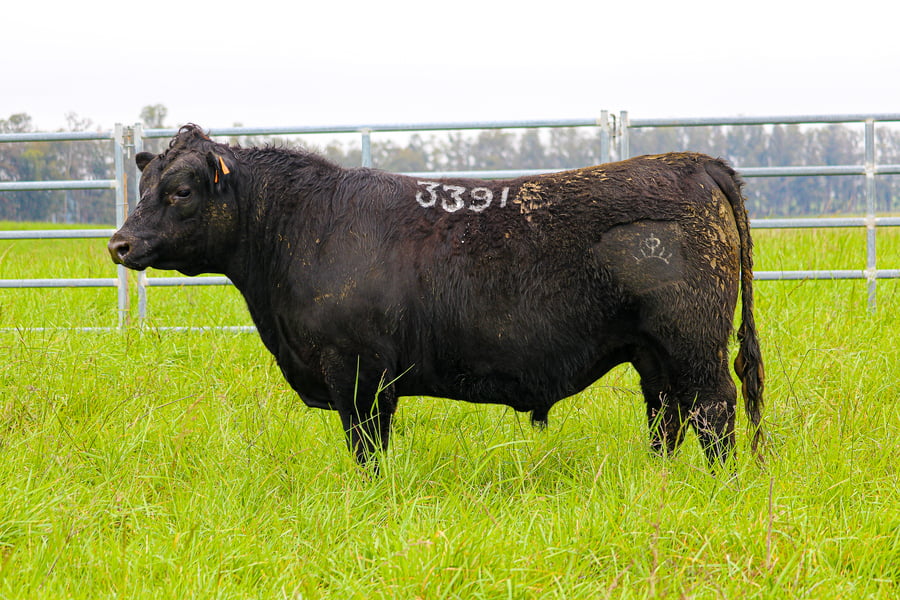Lote ABERDEEN ANGUS SA - Angus NEGROS