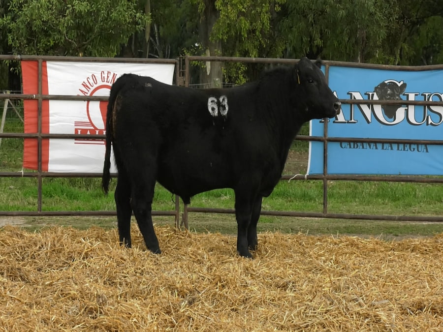 Lote TOROS ANGUS NEGROS PC