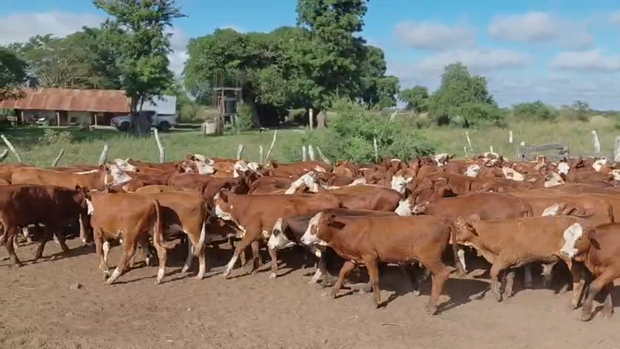 Lote 300 Terneros/as en Corrientes, Mercedes