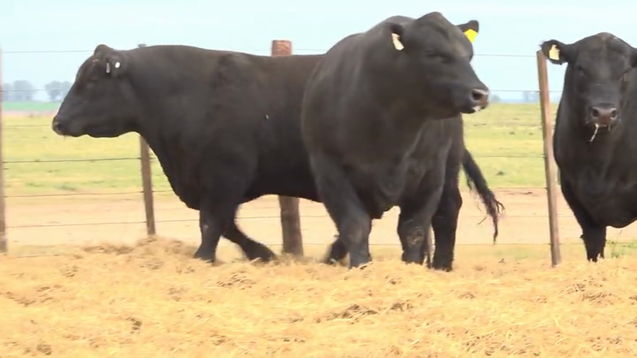 Lote Toros PC Cabaña Tres Molinos