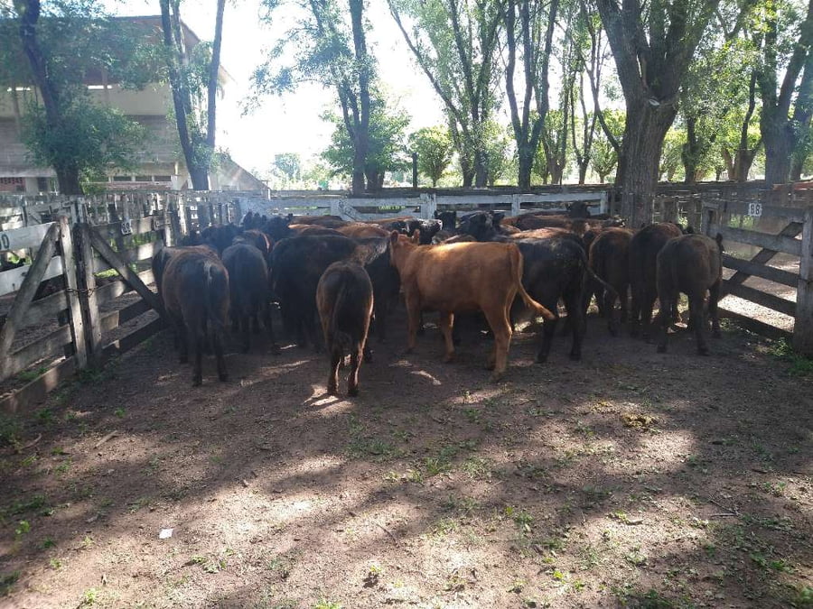 Lote 37 Vaquillonas en Gral. Lamadrid, Buenos Aires