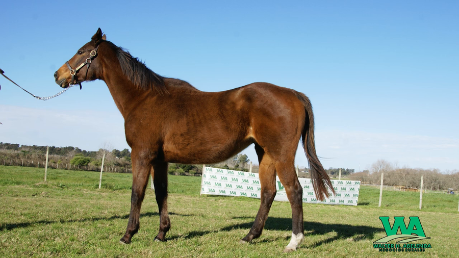 Lote BE MY BRIDE (Usa)