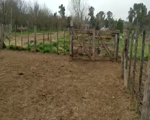 Lote 65 Terneros en Gral. Belgrano, Buenos Aires