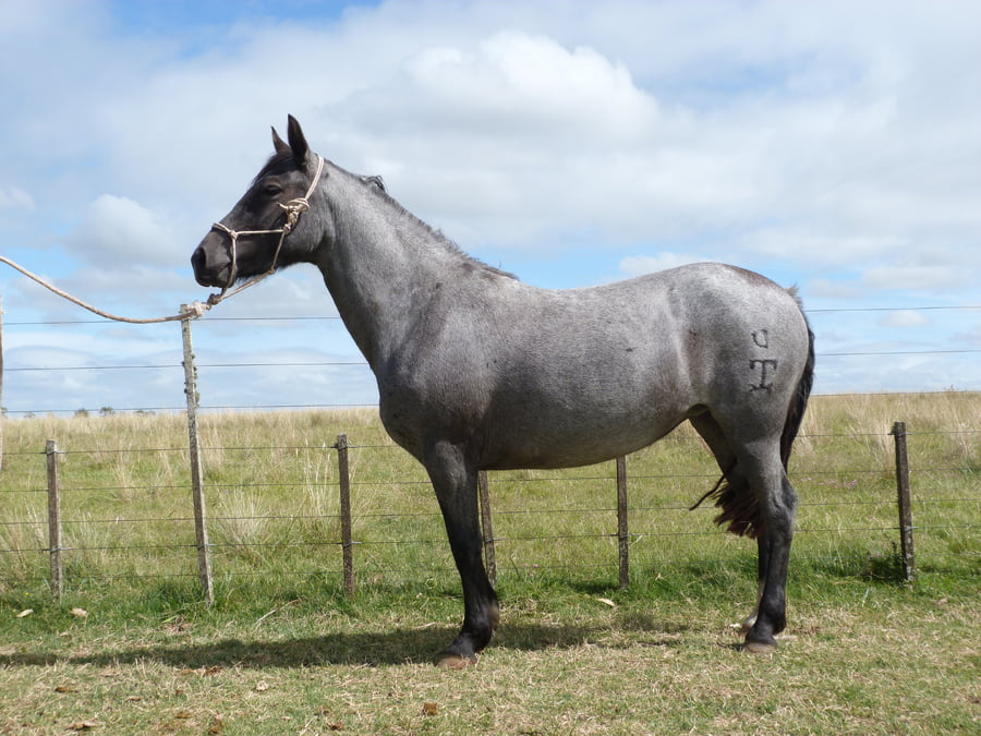 Lote LAGRIMA ESCONDIDA
