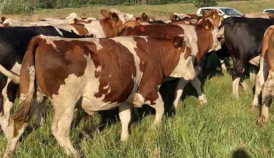 Lote 45 Novillo Gordo en Río Bueno, XIV Región Los Ríos