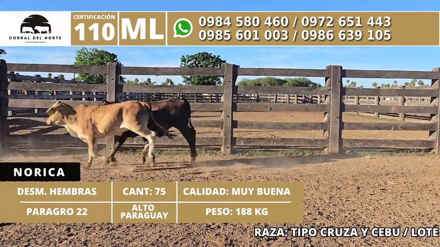 Lote 75 Desmamantes hembras a remate en 1ra Feria Especial Monte del Chaco 188kg -  en Carmelo Peralta los de Norica  Puerto Sastre los de Ygua Pora