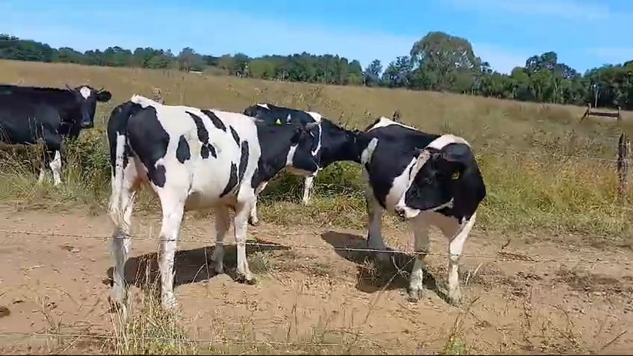 Lote 45 Novillo Engorda en Frutillar, X Región Los Lagos