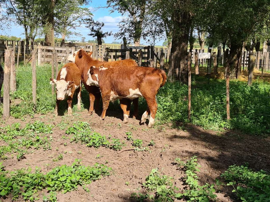 Lote 3 Vaquillonas en Gral. Lamadrid, Buenos Aires