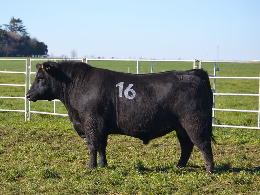 Lote TOROS PEDIGREE H373 H421