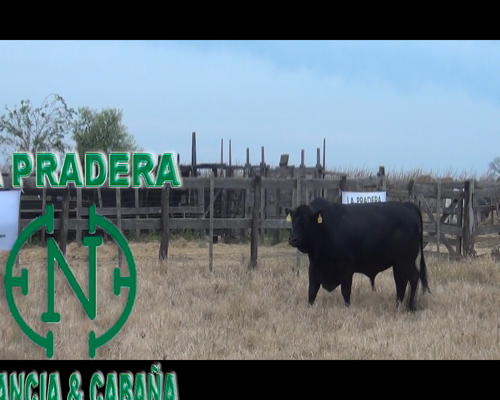 Lote PRADERA 1015