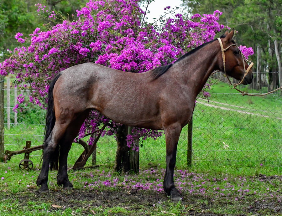 Lote Tatucera Don Salvador