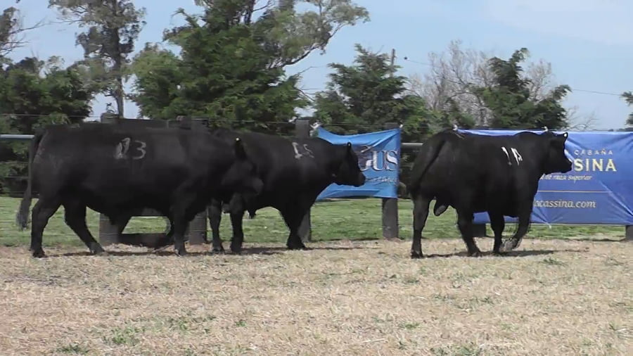 Lote TOROS ANGUS PURO CONTROLADO