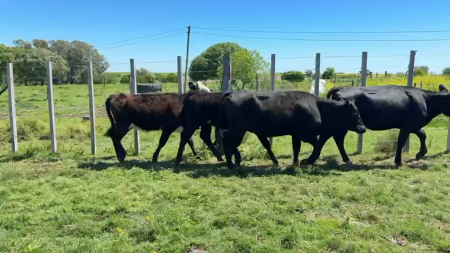 Lote VAQUILLONAS 1 a 2 AÑOS