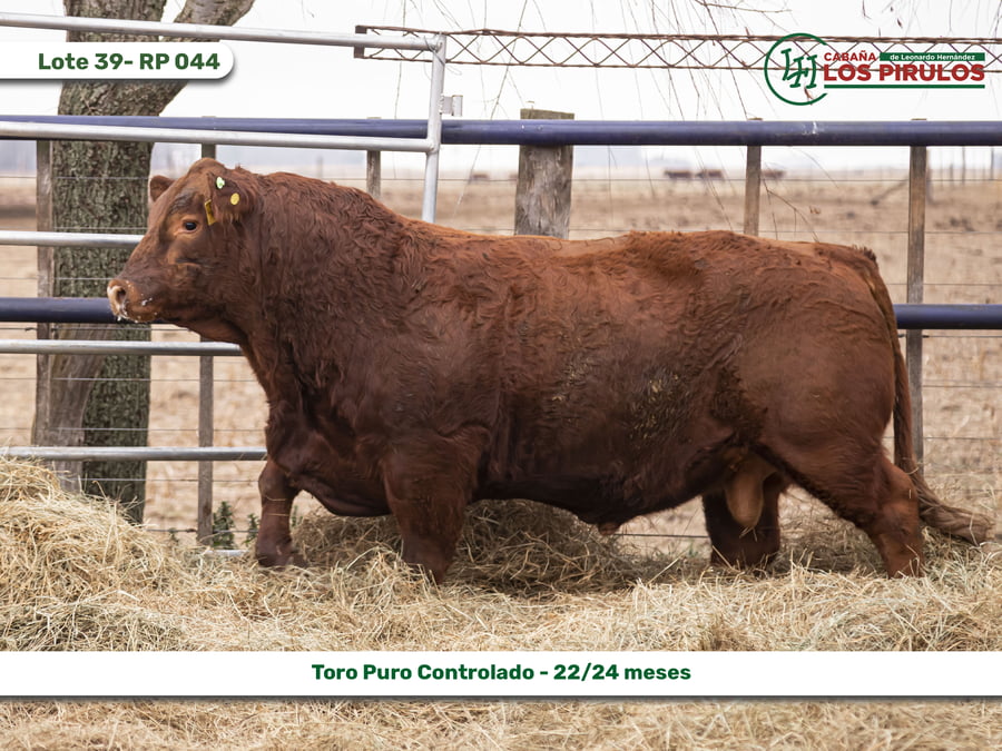 Lote TOROS PUROS CONTROLADOS - 22/24 meses