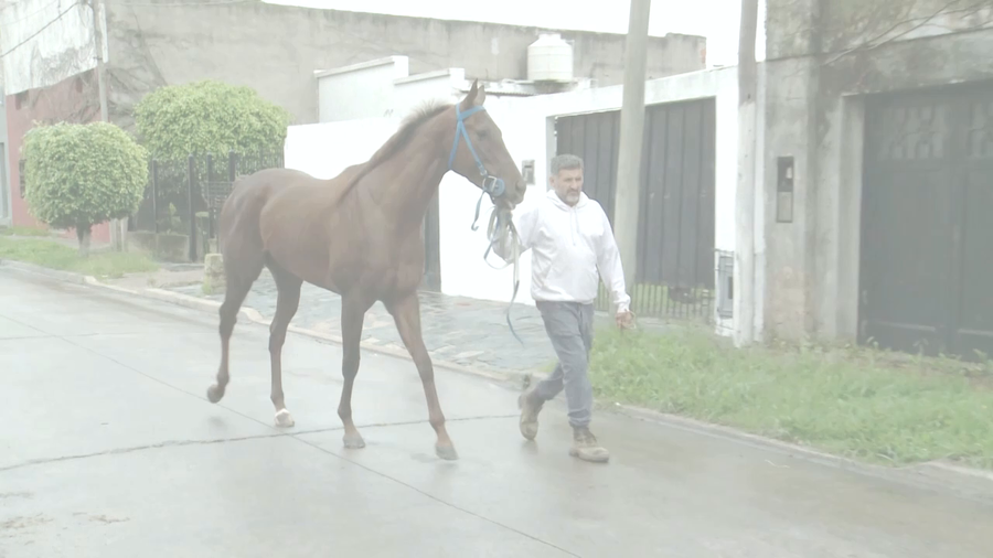 Lote ENDORS RULLER (ENDORSEMENT -  LUNA ETERNA) EN TRAINING
