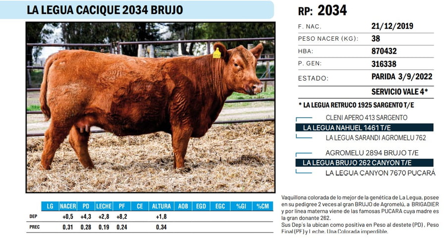 Lote VAQUILLONAS ANGUS  PP