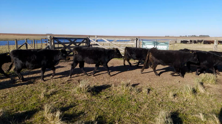 Lote 17 Terneras en Buenos Aires, Laprida