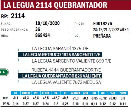 Lote VAQUILLONAS PURA DE PEDIGREE