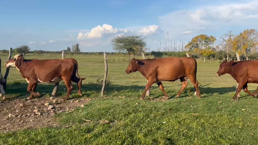 Lote 19 Vacas nuevas C/ gtia de preñez