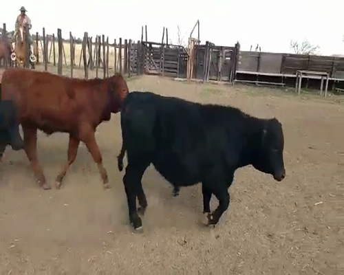 Lote 81 Terneros en Villa Ángela, Chaco