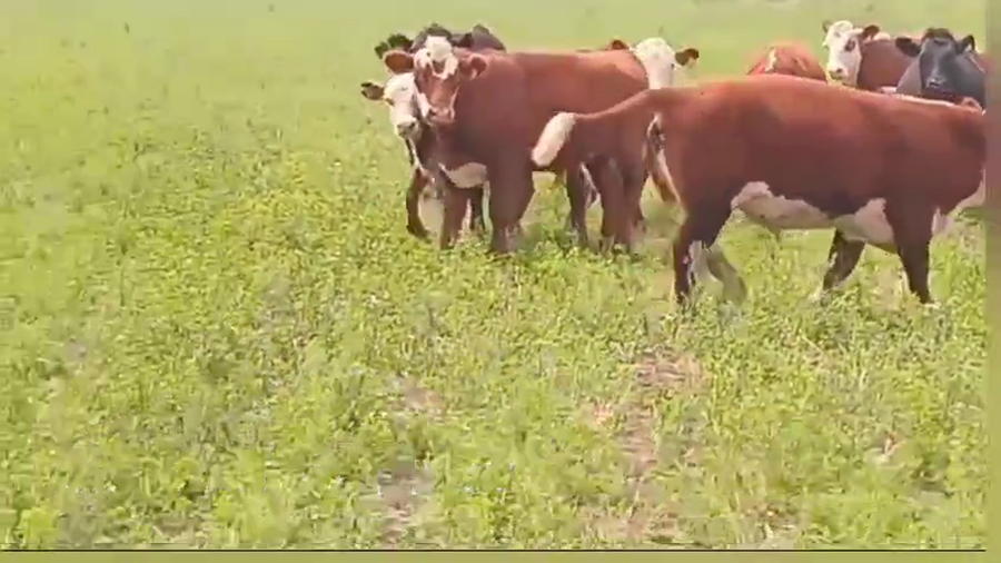 Lote NOVILLOS DE 1 A 2