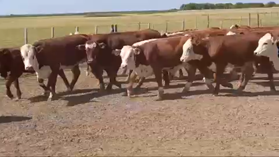 Lote 110 Terneros/as en Gualeguay, Entre Ríos