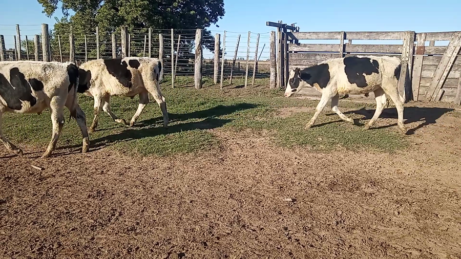 Lote 20 Novillitos Holando Argentino en Fidela, Santa Fe