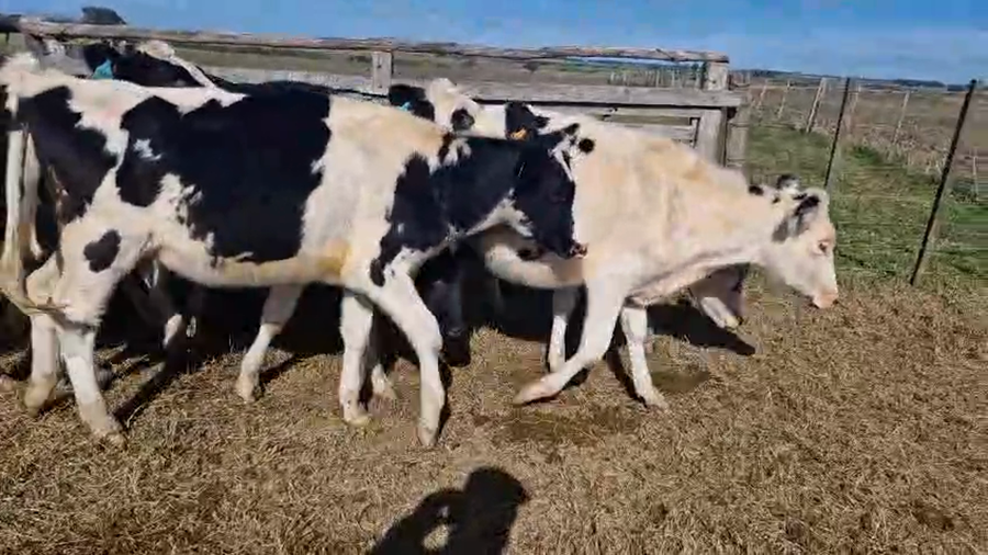 Lote 11 Vaquillonas  a remate en Pantalla Camy, San José