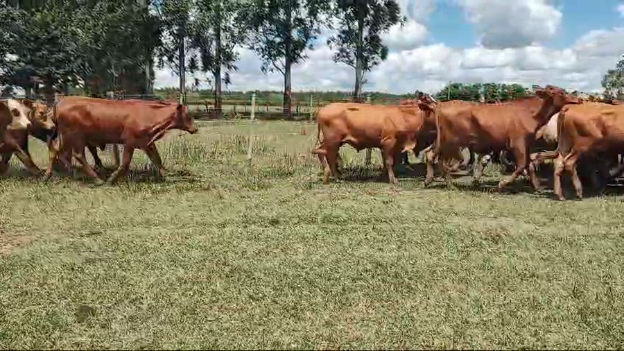 Lote 73 Novillos en Virasoro, Corrientes