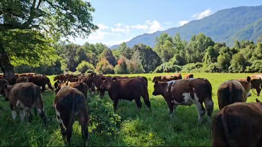 Lote 60 Novillos engorda en Futrono, XIV Región Los Ríos