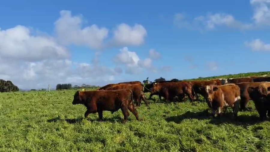 Lote 22 Ternero en X Región Los Lagos, Ancud