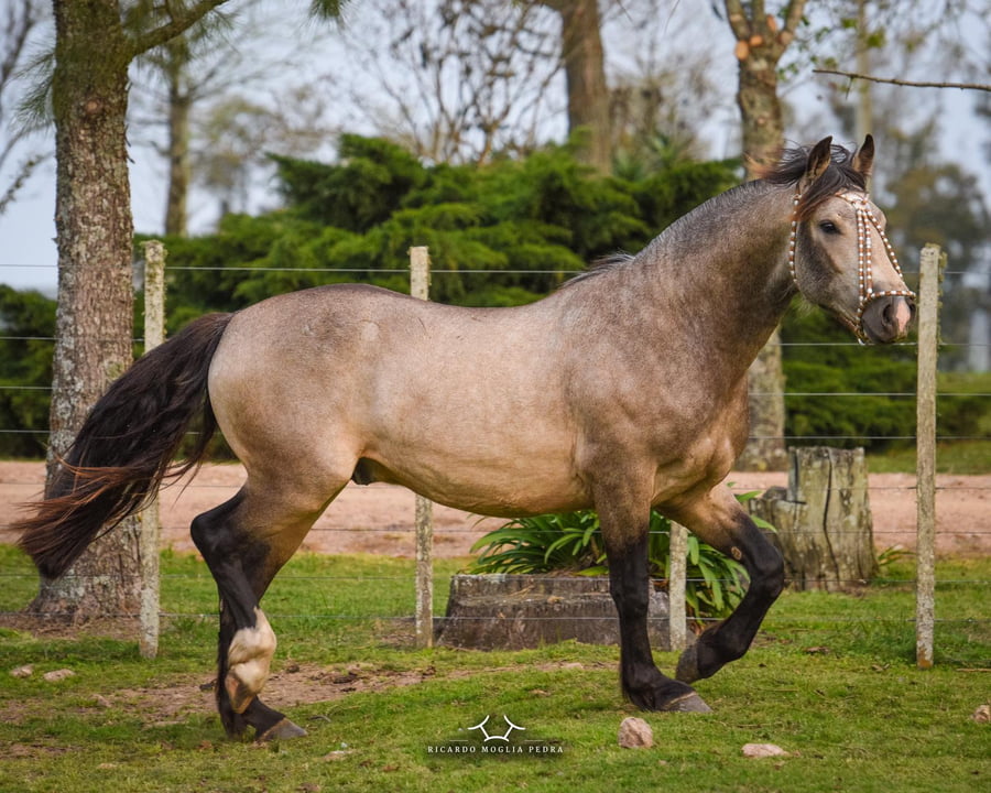 Lote Criollo da Fronteira El Gavilán Mechero  Bayo Padrillo RP: 407