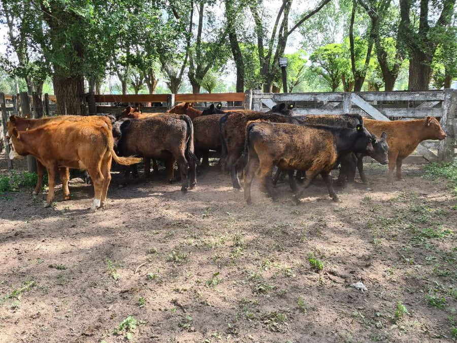 Lote 17 Terneros en Gral. Lamadrid, Buenos Aires