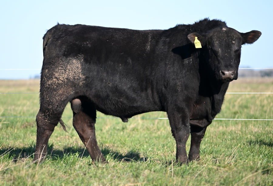 Lote TOROS PUROS DE PEDIGREE