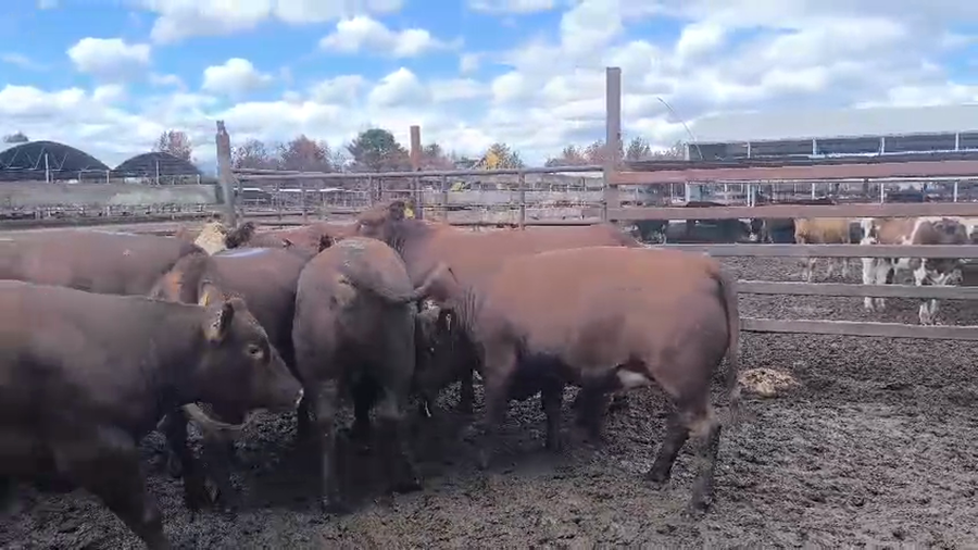 Lote 20 Vaquilla Gorda en Los Ángeles, VIII Región Biobío