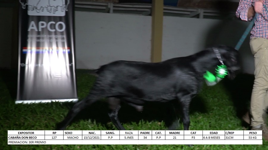 Lote Santa Inés Expo Internacional 2022 - Lote 37