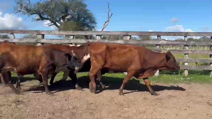 Lote 82 Vacas nuevas C/ gtia de preñez en Corrientes, Curuzú-Cuatiá