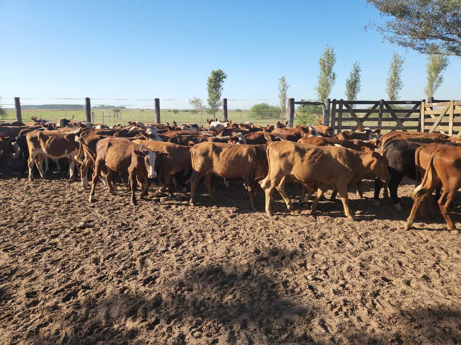 Lote 70 Terneros/as en Esquina, Corrientes