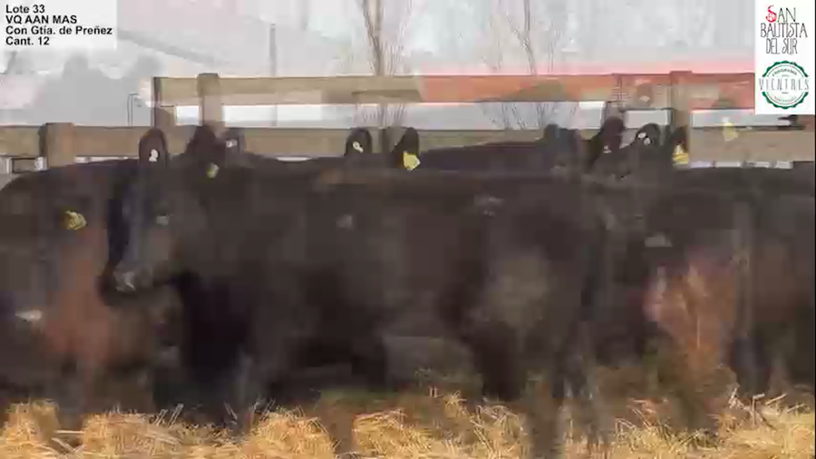 Lote “SAN BAUTISTA DEL SUR” “VAQUILLONAS MADRES ANGUS SELECCIONADAS CON GARANTÍA DE PREÑEZ”