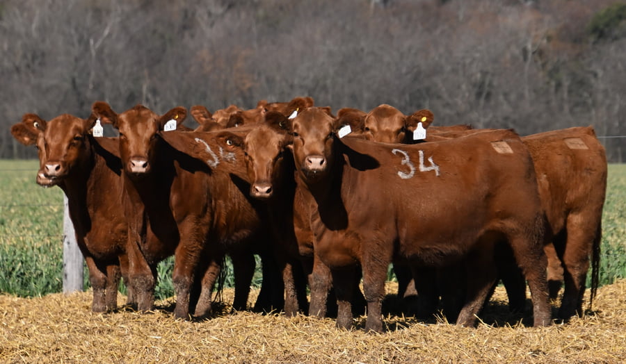 Lote VAQUILLONA ANGUS PC OTOÑO