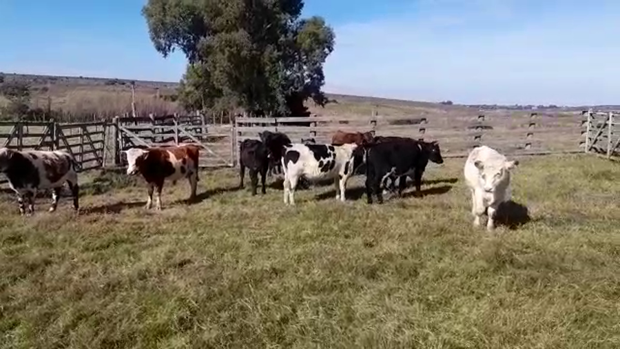 Lote (Vendido)11 Toros SHORTON/ NOR a remate en PANTALLA GARLAND 290kg - , Colonia