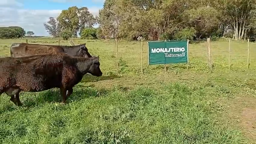 Lote 12 Vacas medio uso C/ cria en Daireaux