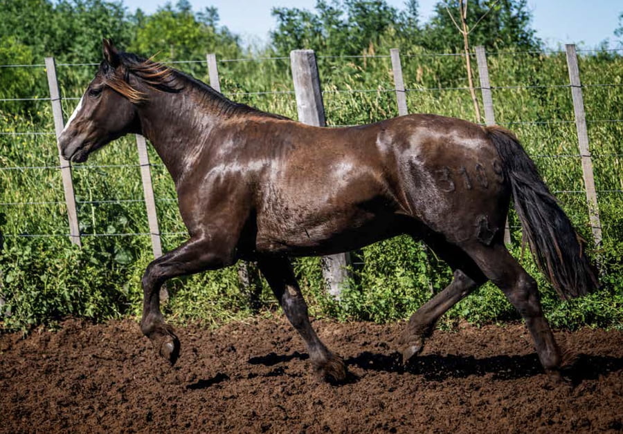 Lote DEL OESTE BANDIDO