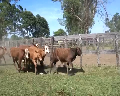 Lote 71 Terneras en Berón de Astrada, Corrientes