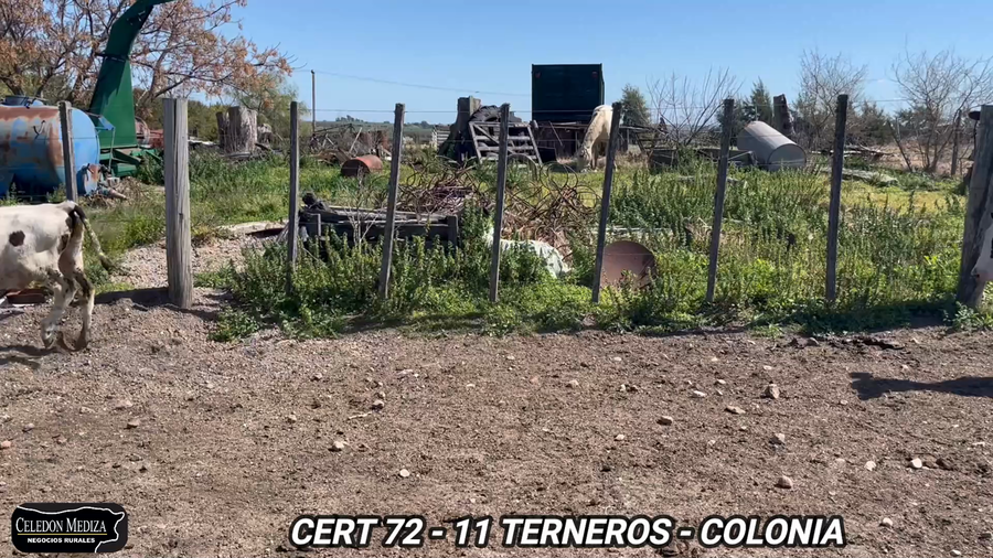 Lote 11 Terneros en Tarariras, Colonia