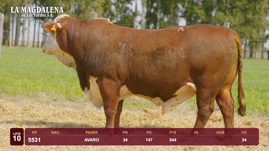 Lote Lote 10 - Braford